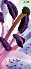 Flower 2.jpg